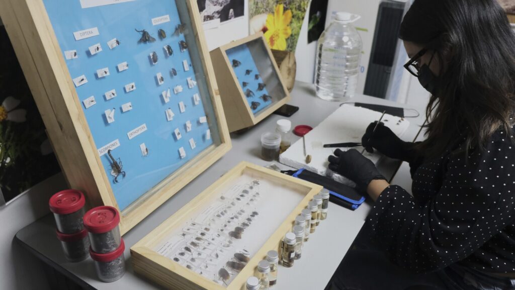 Mexican scientists test using technology and pigs to find cartel victims